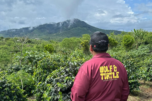 Everything You Need to Know About Gayo Coffee - Wolf & Turtle Coffee